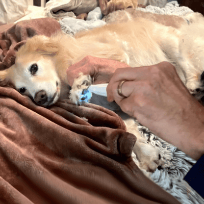 Kabelloser Pfotentrimmer für Hunde – Leise, Sichere & Präzise Fellpflege (Wiederaufladbar)