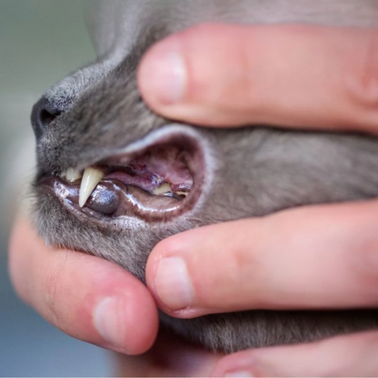 Yuna – Sanfte Zahnpflege-Wipes für Katzen