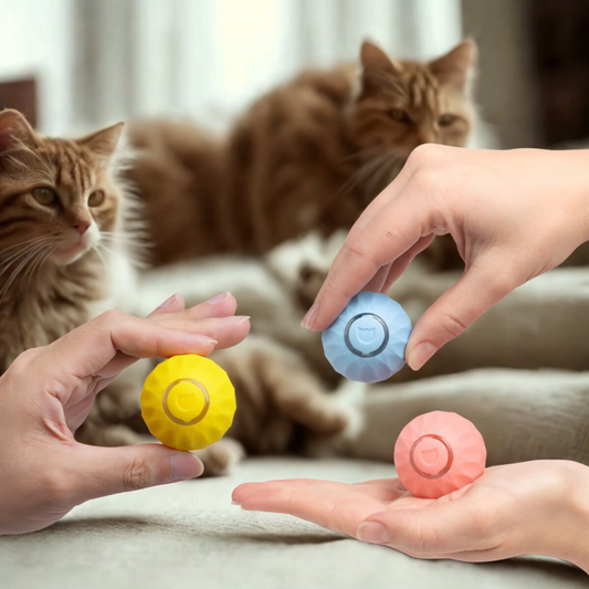 Mika | Für Wohnungskatzen gegen Langeweile