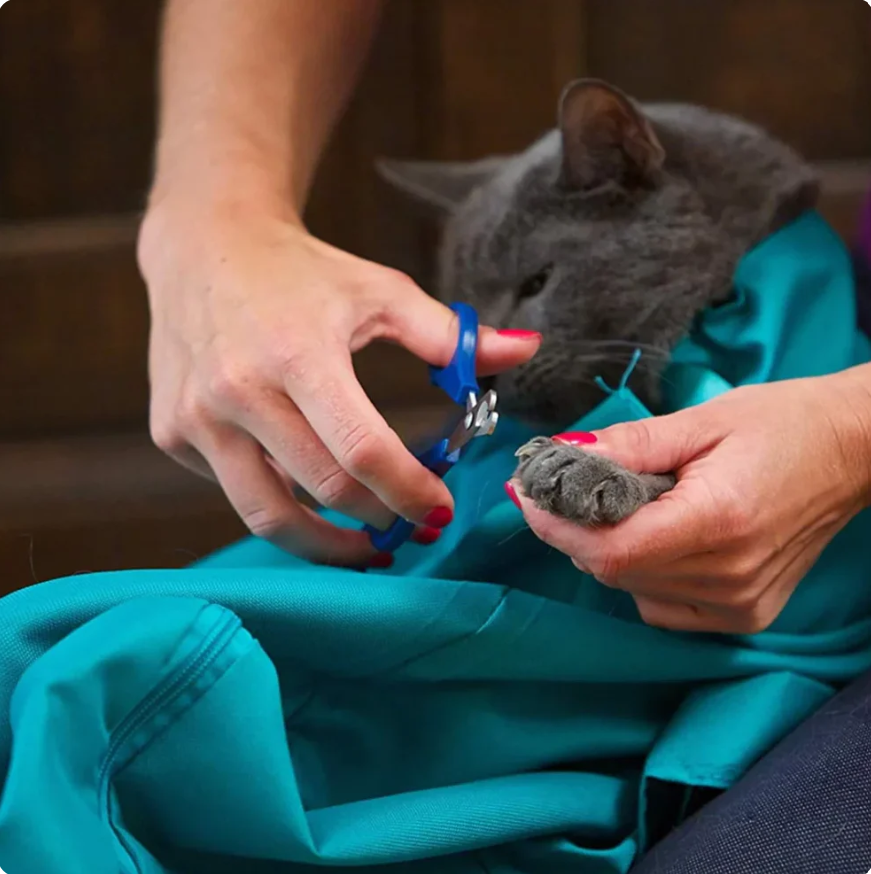 KatzenPouch | Sicher Sanft Stressfrei
